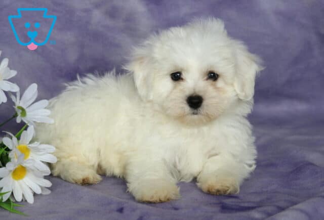 Becca Bichon2 image