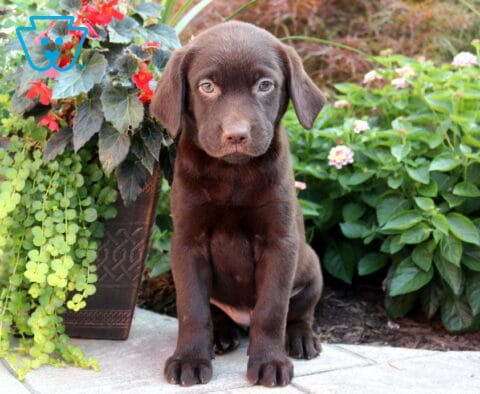 Bee Choc Lab