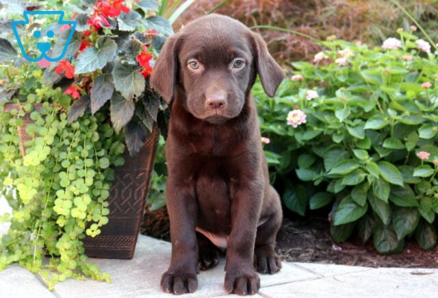 Bee Choc Lab image