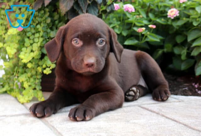 Bee Choc Lab2 image