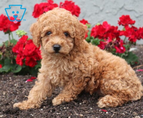 Bee Cockapoo