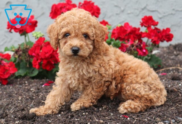 Bee Cockapoo image