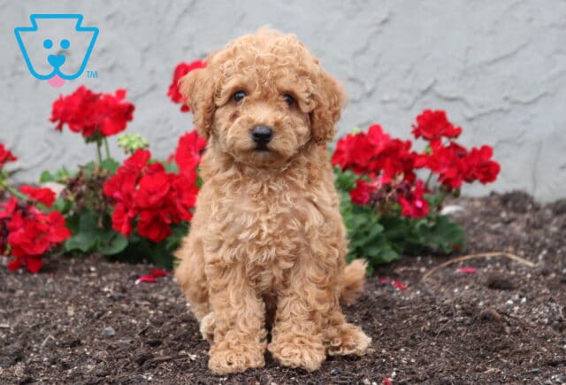 Bee Cockapoo2 image