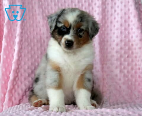 Bee Mini Aust Shepherd