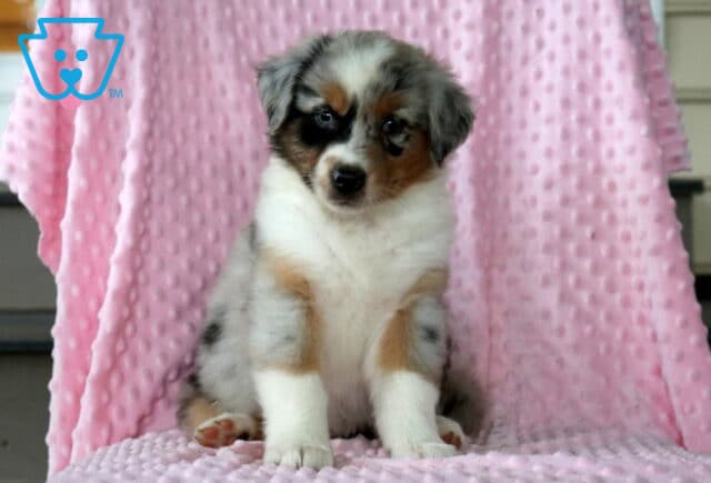 Bee Mini Aust Shepherd image