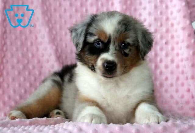 Bee Mini Aust Shepherd2 image