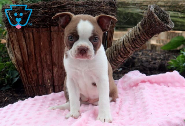 Bella Boston image