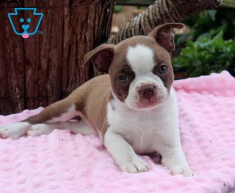 Bella Boston2