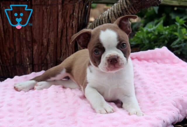 Bella Boston2 image