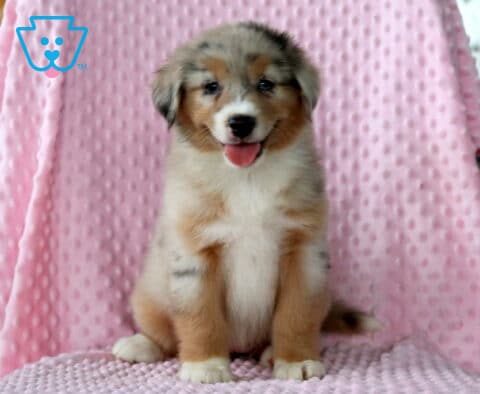 Bella Mini Aust Shepherd