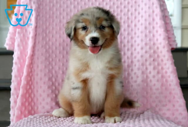 Bella Mini Aust Shepherd image