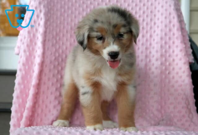 Bella Mini Aust Shepherd2 image