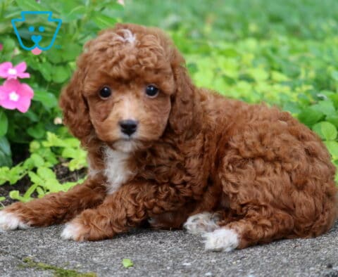 Benji Toy Poodle