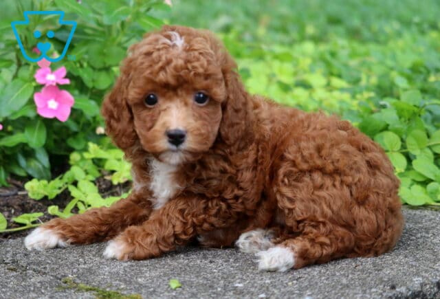 Benji Toy Poodle image