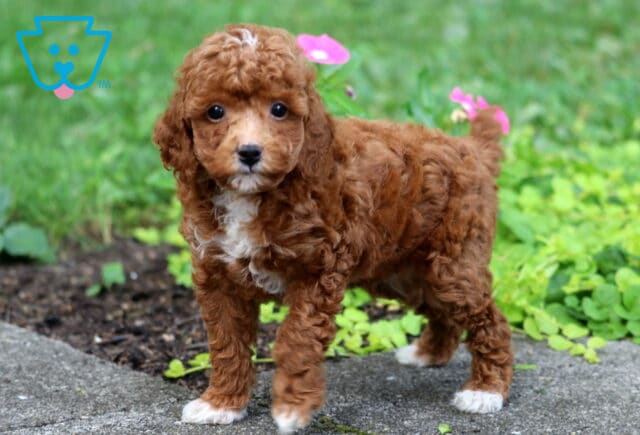 Benji Toy Poodle2 image