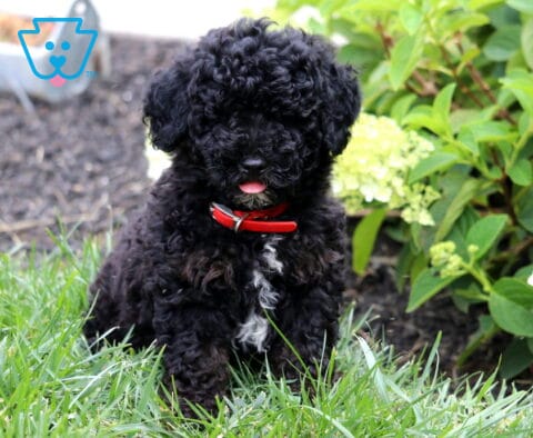 Fluffy black Mini Goldendoodle puppy with a curly coat, red collar, and white chest marking sitting in green grass with its tiny tongue peeking out, surrounded by blooming white hydrangeas.