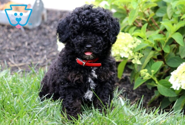 Fluffy black Mini Goldendoodle puppy with a curly coat, red collar, and white chest marking sitting in green grass with its tiny tongue peeking out, surrounded by blooming white hydrangeas. image