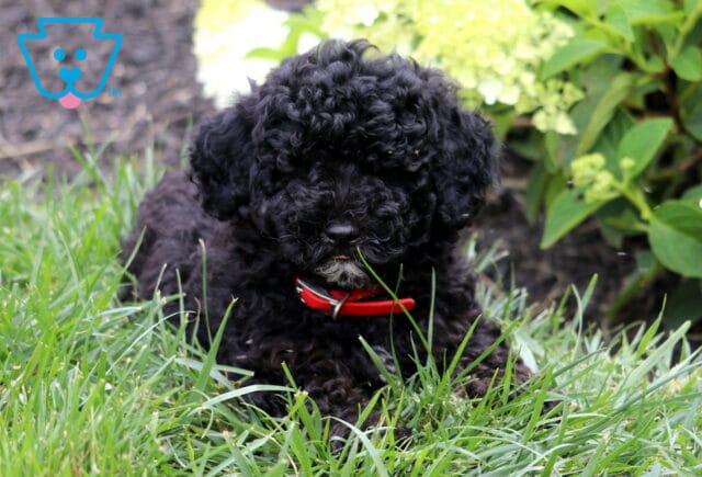 Black Mini Goldendoodle puppy with a fluffy curly coat and bright red collar lying in lush green grass, peeking through its curls beneath blooming white hydrangeas. image