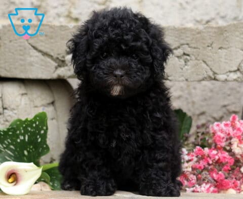 Black Mini Poodle puppy with a dense curly coat and a tiny white chin patch, sitting proudly on a stone ledge beside a white calla lily and pink flowers against a rustic stone wall.