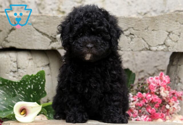 Black Mini Poodle puppy with a dense curly coat and a tiny white chin patch, sitting proudly on a stone ledge beside a white calla lily and pink flowers against a rustic stone wall. image