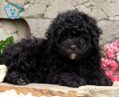 Black Mini Poodle puppy with a soft curly coat and a small white chin patch, relaxing on a stone ledge beside a white calla lily and vibrant pink flowers with a rustic stone wall in the background.