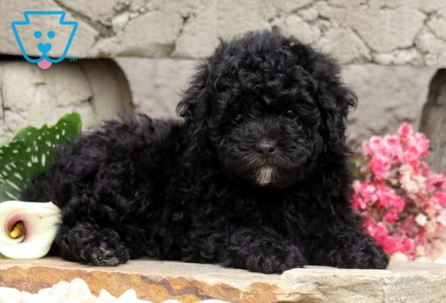 Black Mini Poodle puppy with a soft curly coat and a small white chin patch, relaxing on a stone ledge beside a white calla lily and vibrant pink flowers with a rustic stone wall in the background. image