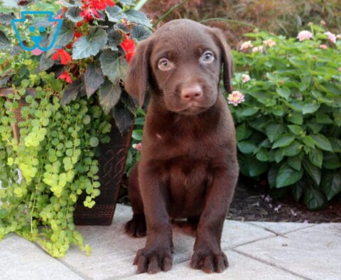 Berry Choc Lab