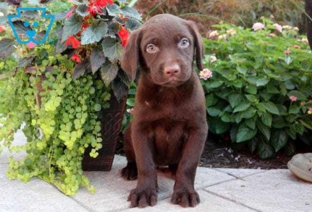 Berry Choc Lab image