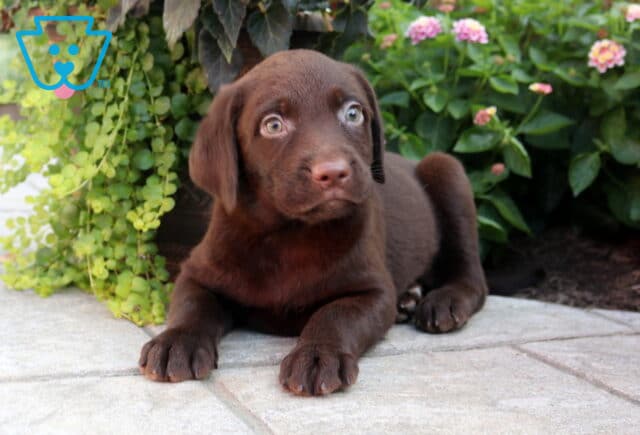 Berry Choc Lab2 image