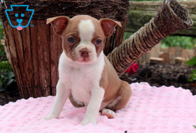 Betty Boston image