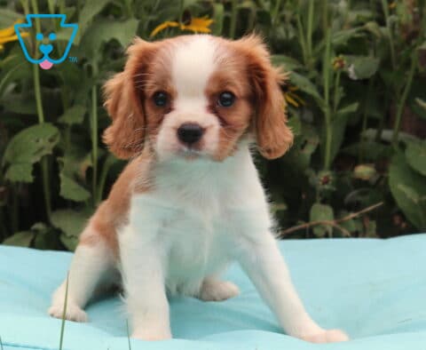 Beulan Cavalier
