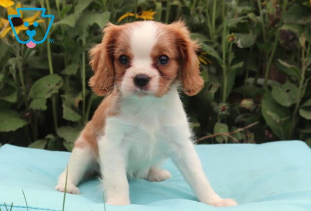 Beulan Cavalier image