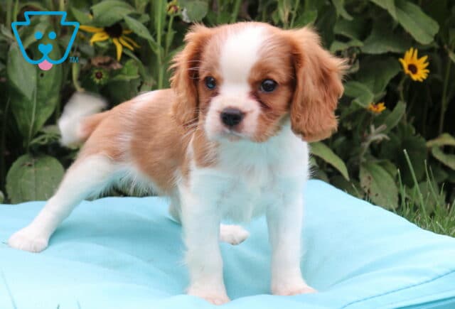 Beulan Cavalier2 image