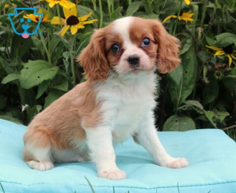 Biscuit Cavalier