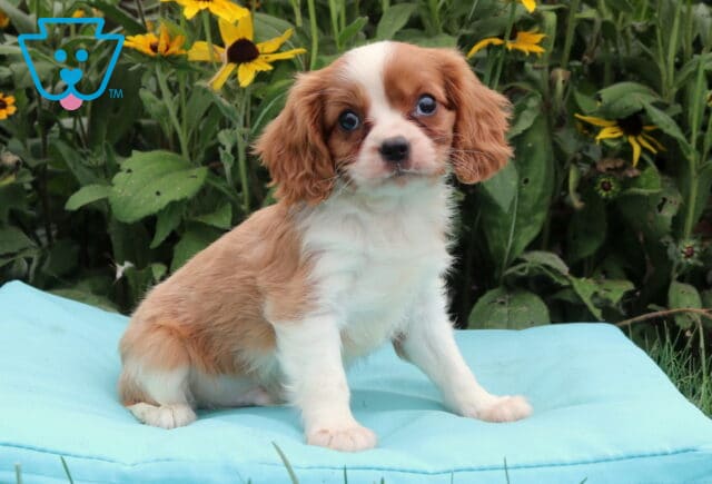 Biscuit Cavalier image