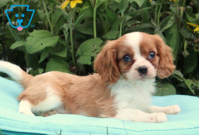 Biscuit Cavalier2 image