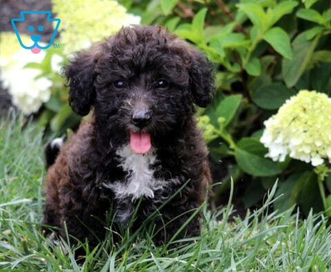 Black Mini Goldendoodle puppy with a curly coat and white chest sitting in green grass with blooming hydrangeas, happily looking at the camera with its tongue out.