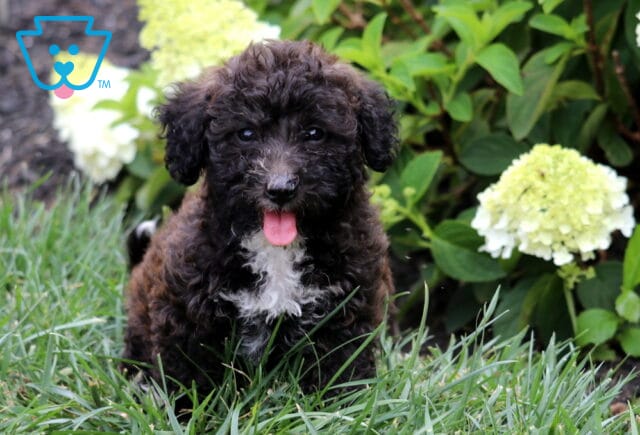 Black Mini Goldendoodle puppy with a curly coat and white chest sitting in green grass with blooming hydrangeas, happily looking at the camera with its tongue out. image