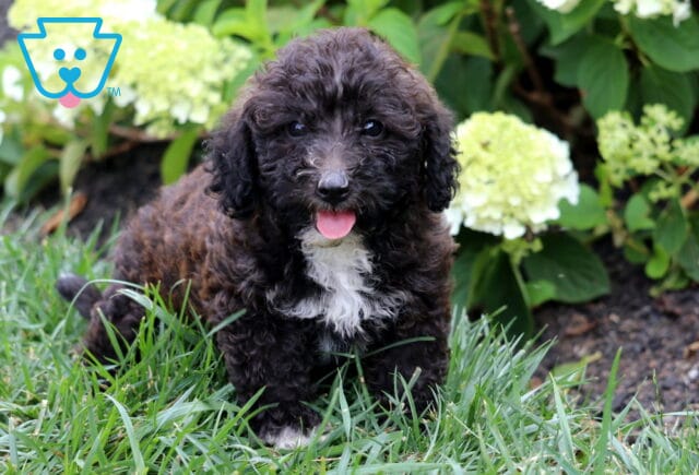 Playful black Mini Goldendoodle puppy with a curly coat and bright white chest standing in lush green grass, panting happily in front of blooming white hydrangeas. image