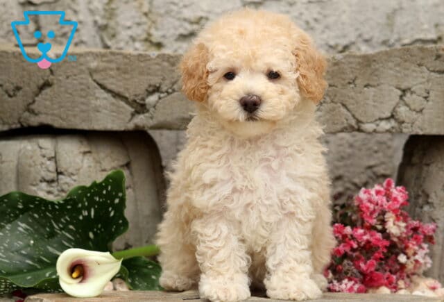 Cream Mini Poodle puppy with a soft curly coat and teddy bear face, sitting sweetly among blooming flowers against a rustic stone wall garden backdrop. image