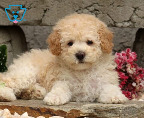 Fluffy cream Mini Poodle puppy lounging on a natural stone ledge, framed by elegant white calla lilies and vibrant pink flowers with a rustic stone wall in the background.