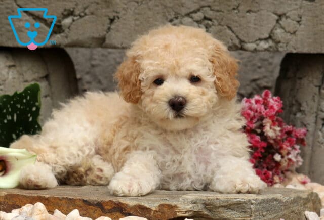 Fluffy cream Mini Poodle puppy lounging on a natural stone ledge, framed by elegant white calla lilies and vibrant pink flowers with a rustic stone wall in the background. image