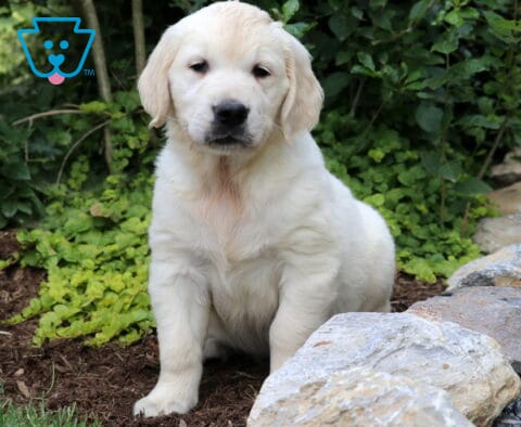 Blake Eng Cream Golden