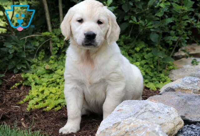Blake Eng Cream Golden image