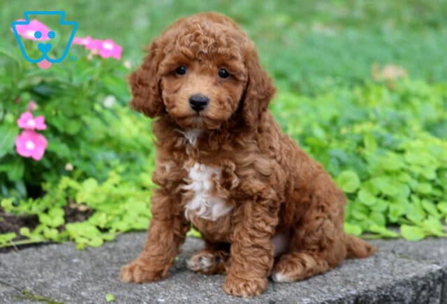 Blake Toy Poodle image