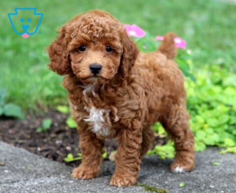 Blake Toy Poodle2