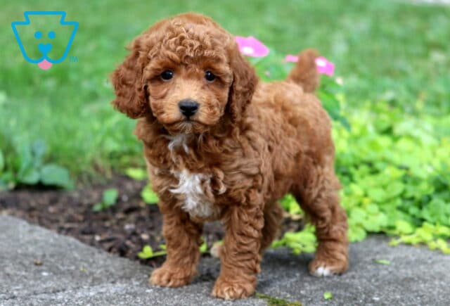 Blake Toy Poodle2 image