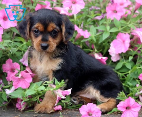 Black and tan Yorkiepoo puppy sitting among vibrant pink petunias, featuring silky fur, tan markings, and a gentle, curious expression while looking directly at the camera.