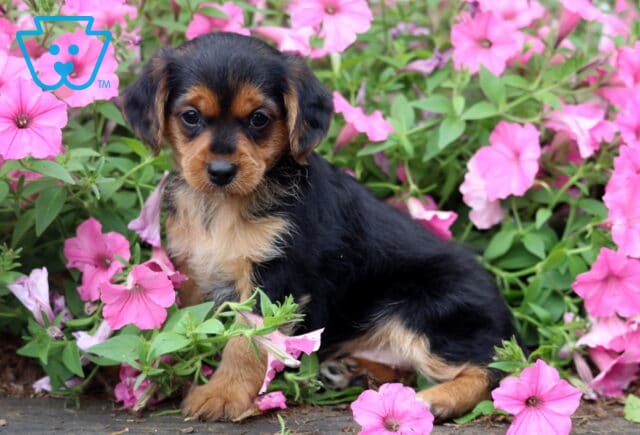 Black and tan Yorkiepoo puppy sitting among vibrant pink petunias, featuring silky fur, tan markings, and a gentle, curious expression while looking directly at the camera. image