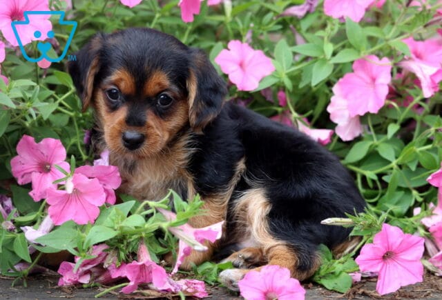 Black and tan Yorkiepoo puppy resting among colorful pink petunias, showing a sleek, fluffy coat and sweet, soulful eyes while calmly looking toward the camera. image